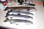 Few Rainbow trout caught in Va streams