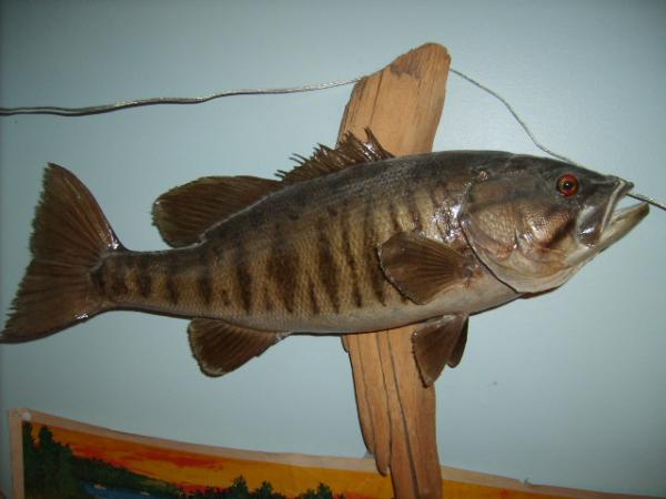 Smallmouth2