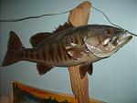 Smallmouth1