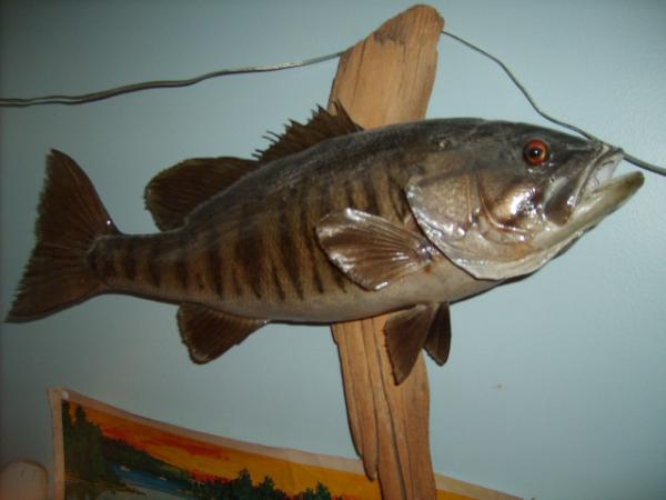 Smallmouth1