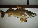 Walleye2