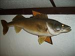Walleye3