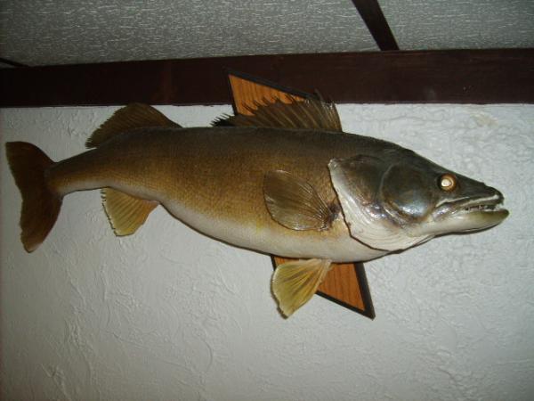 Walleye3