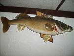 walleye4
