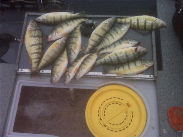 Lake Erie Perch