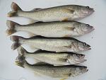 Walleye Fever 6 24 12 010