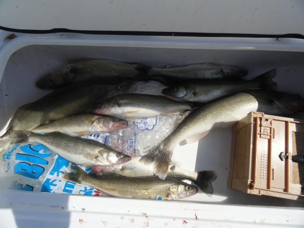 Walleye Fever Woreked hard 7 14 12 012