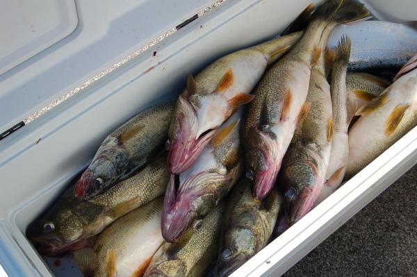 8/18  Astabula Cooler 24 big eye's