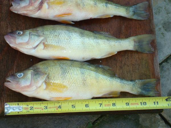 perch 6-13