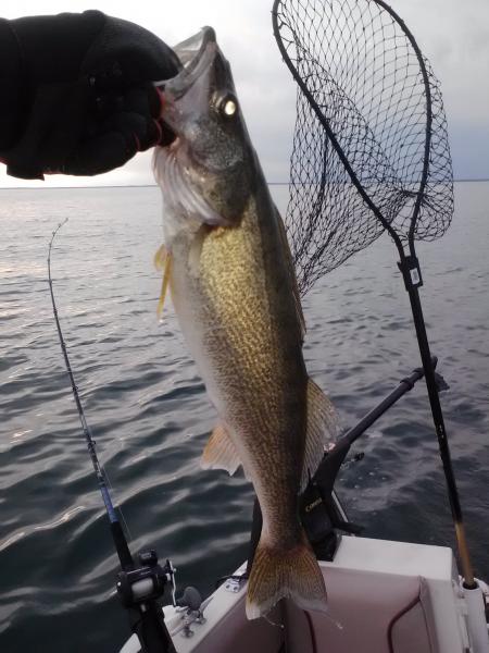 walleye