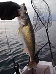 walleye