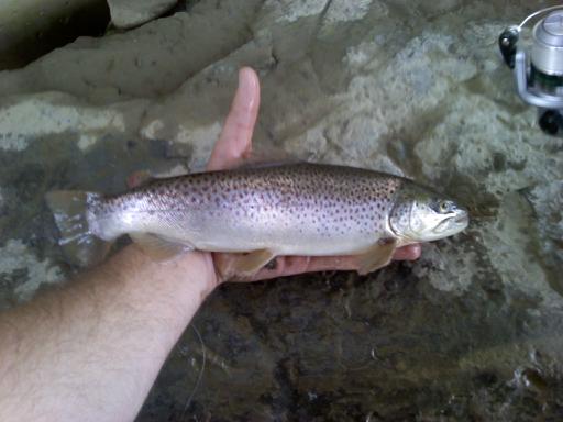Trout