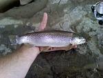 Trout