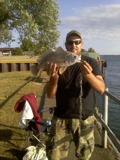 sheephead