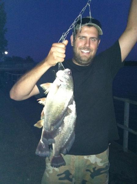 sheephead 2