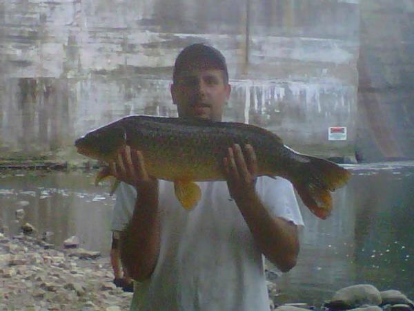 Carp