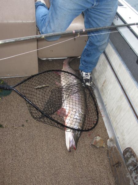 canada 26.5 lb. pike