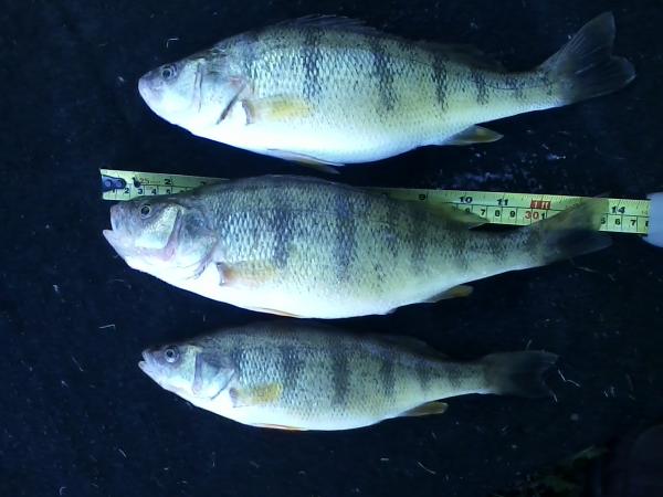 Late Oct. Canadian perch