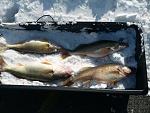Catch of the day for 4 guys. Not bad for our 1st Erie ice experience! We all got to eat some delicious Walleye fillets!