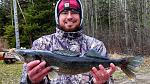 Blue morph yellow walleye...caught out of Dog Lake, Missanabie, Canada