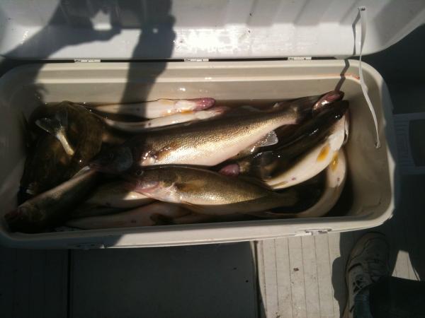 Aug19 WalleyeCooloer