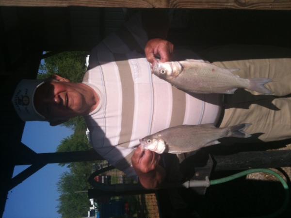 WhiteBass 3