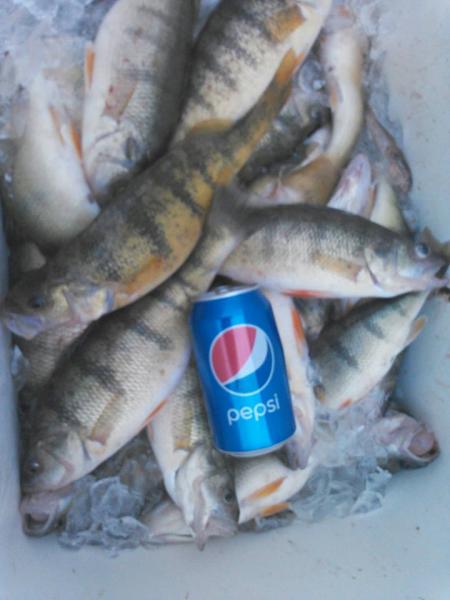 Oct. Canada jumbo perch