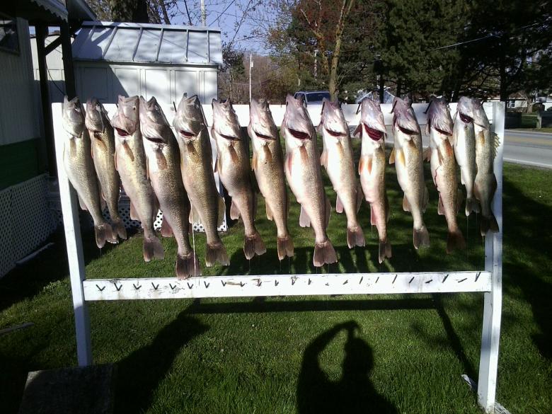 walleye are eating good and report-sat-jpg