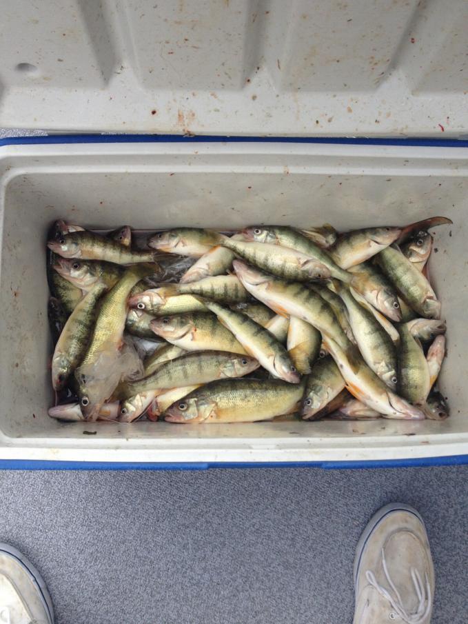 7/8 Perch-image-jpg