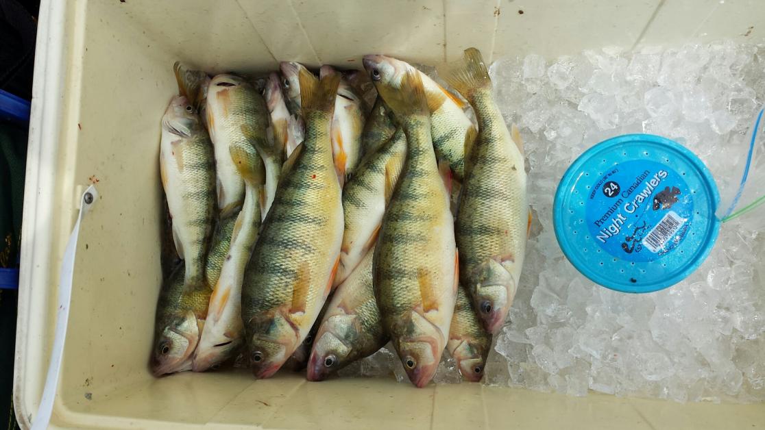 Wards Canal Perch and Walleye-20150719_141934_resized-jpg
