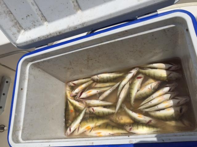 Water Dogs~ Perch Report-7-20-2015-6-lbs-perch-jpg