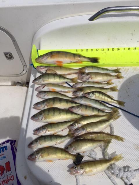 Water Dogs~ Perch Report-7-26-15-jpg