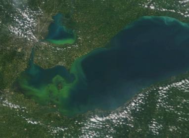 Algae bloom-bloom-jpg