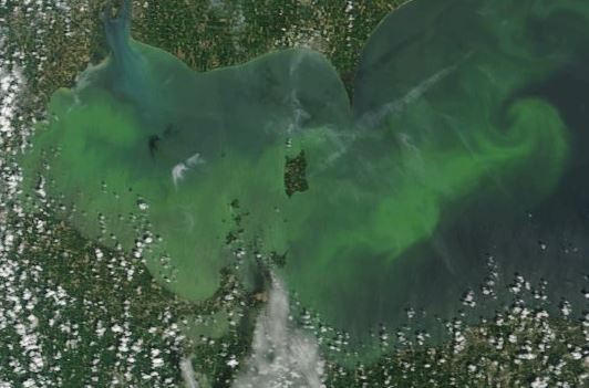 How's the Algae by Catawba and the Islands?-basin-algae-jpg