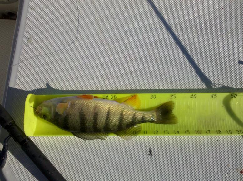 Fish Ohio Yellow Perch-14-incher-sept-2013-jpg