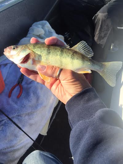 Perch and Walleye Fishing with John and John 9/15/15-9-15-15-jpg