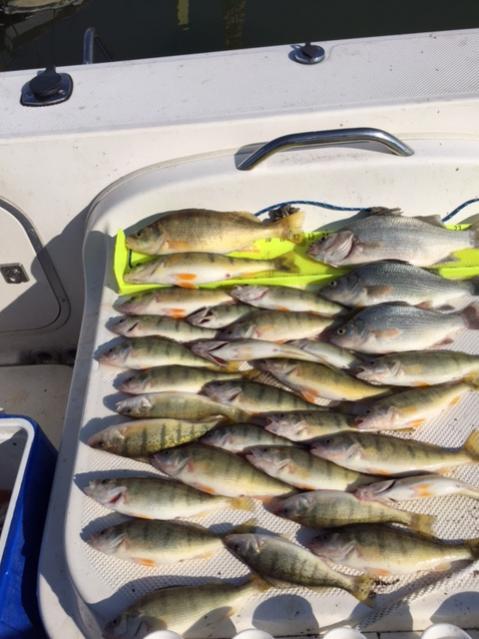 Water Dogs~ Perch Report-img_0106-jpg
