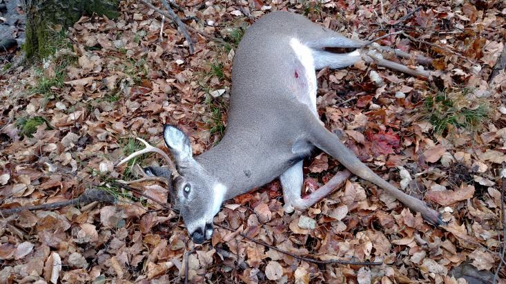 2015 Deer hunting results/pics-img_20151107_083527739-jpg
