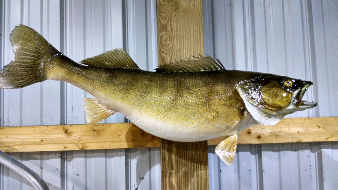 13.2 lb. 32 inch lake erie.20115