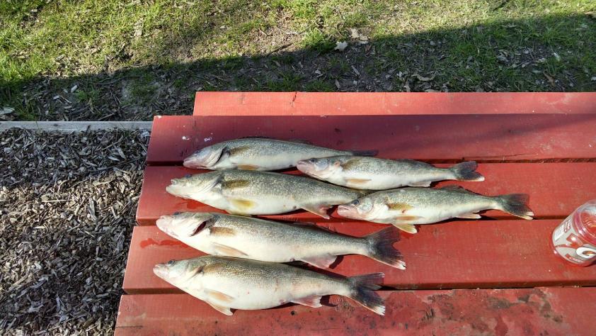 First time out was a success-walleye-3-jpg