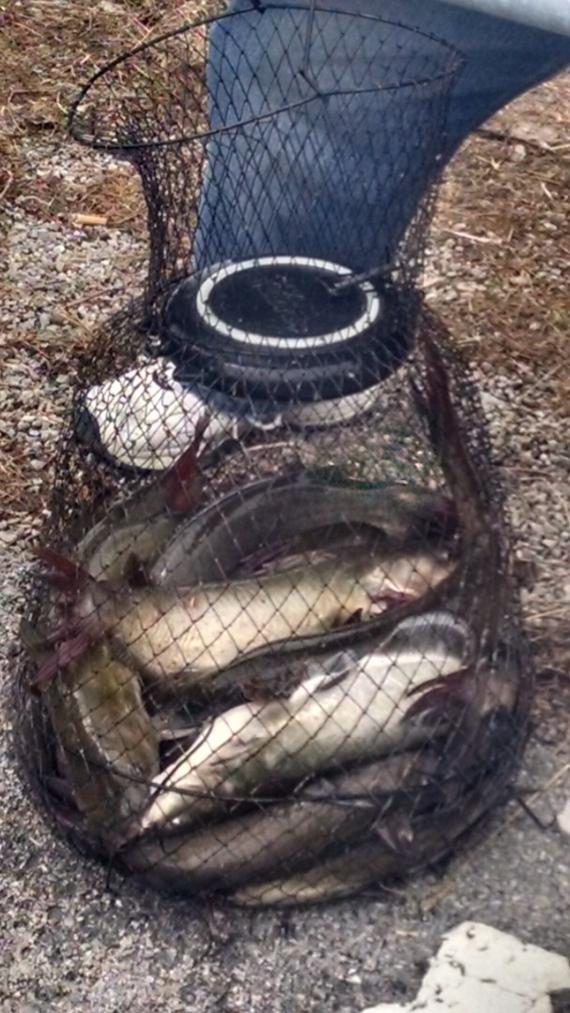 Catfishing Sandusky Bay?-img_20150619_113855472_hdr-jpg