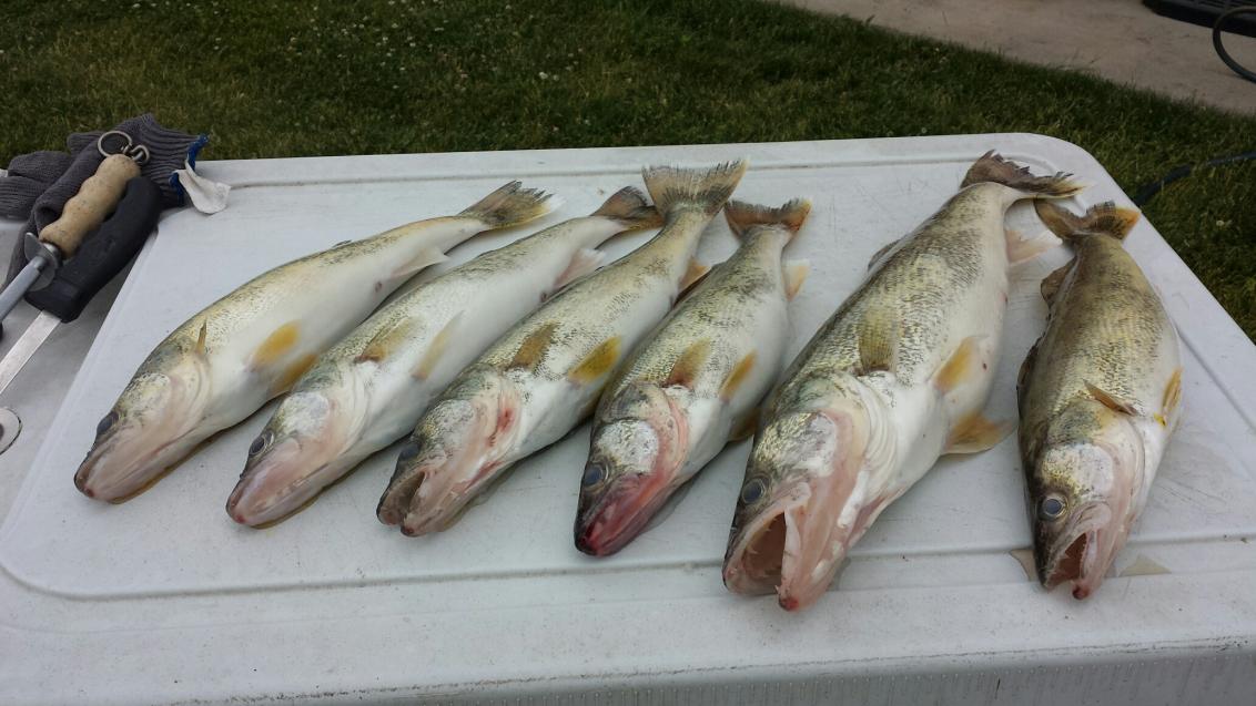 Wards Canal Walleye/No Perch-20160610_155704_resized-jpg