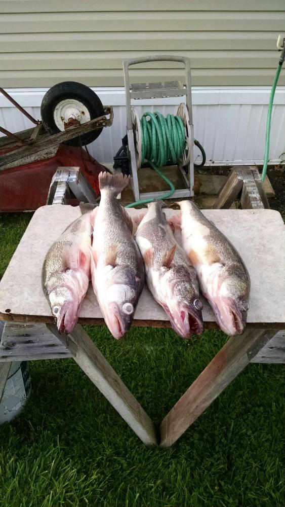 Share your Trophy Walleye Pics from this past season-img_20160522_072147578-jpg