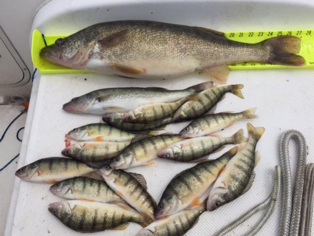 Water Dogs~ Perch Report-4-28-17-jpg