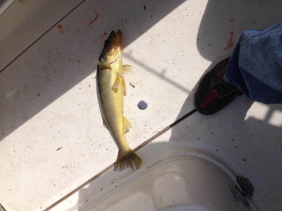 Whats up with this Walleye? Help!!-yellow-eye-jpg