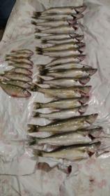 9/22 perch &amp; walleye-image-jpg