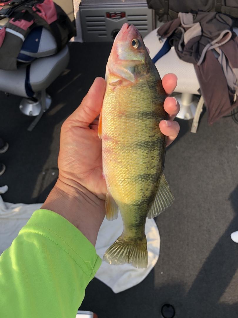 Fishing Day 2 with Tony and Aidan Sargent 8/5/18-tony-aidan-sargent-8_5_18img_1983-jpg