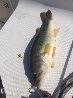 Water Dogs~ Perch Report-lm-8-6-2018-jpg
