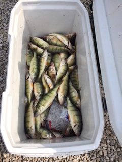 Water Dogs~ Perch Report-8-15-2018-1-jpg