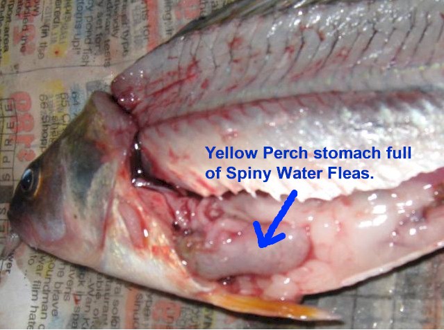 Spiny Water Flea / Yellow Perch Photos-spiny-water-flea-yellow-perch-stomach-text-jpg